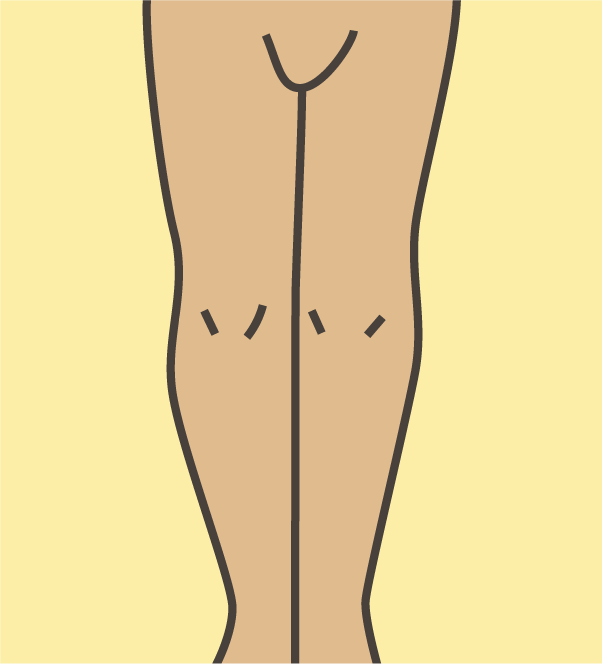 Illustration av ben.
